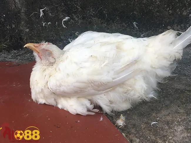 Những bệnh thường gặp ở gà đá & cách phòng bệnh kịp thời 3 Bệnh thương hàn