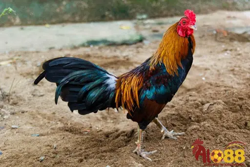 Cách chọn gà tre đá cựa đẹp và chất lượng 3 Màu sắc của lông và mắt của gà tre đá cựa