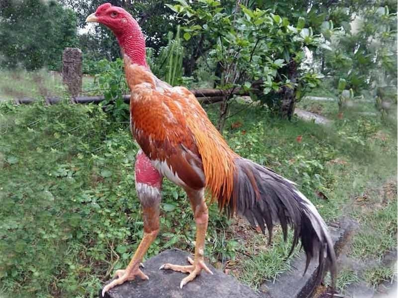 Việc bế gà đúng cách sẽ giúp gà mạnh dạn và quen với người hơn