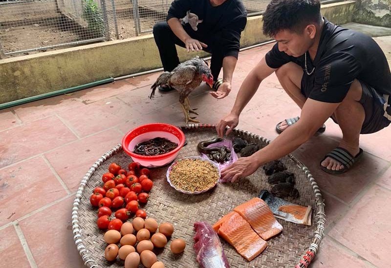 Bí kíp làm gà chọi lì đòn, sung mãn, máu chiến 1 Khẩu phần ăn cho gà nên bổ sung các loại mồi, chất tanh