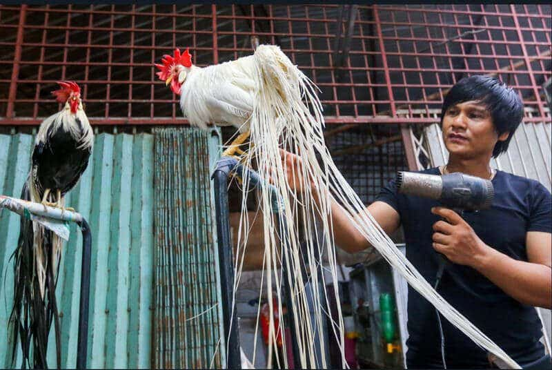Các dòng gà đá đuôi dài có khả năng thi đấu tốt nhất 2 Gà tre Tân Châu là một trong các dòng gà đá đuôi dài phổ biến