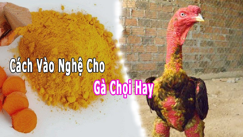 Thời gian om gà đá nên thực hiện sáng sớm hoặc buổi trưa