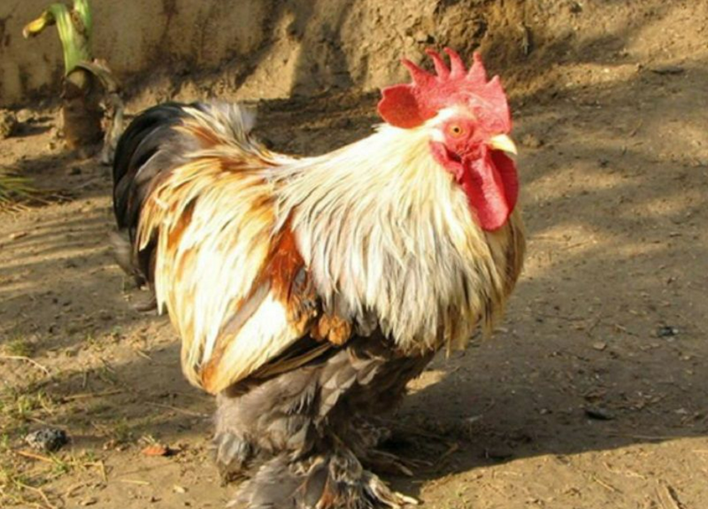 Gà Bắc Kinh - Ưu điểm và cách chọn gà nuôi đúng cách 2 Gà mẹ giỏi ấp ủ và chăm sóc nuôi dưỡng gà con giống