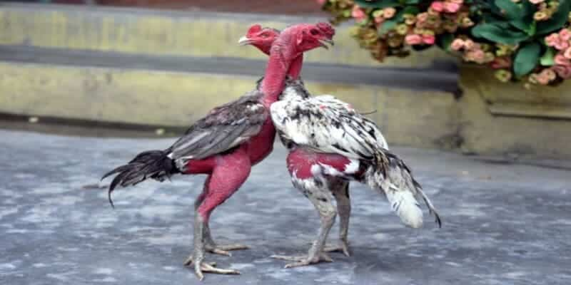 Gà chọi tía và các bí kíp chọn gà đá chuyên nghiệp 1 Gà chọi tía là con giống rất được ưa chuộng bởi ngoại hình đẹp