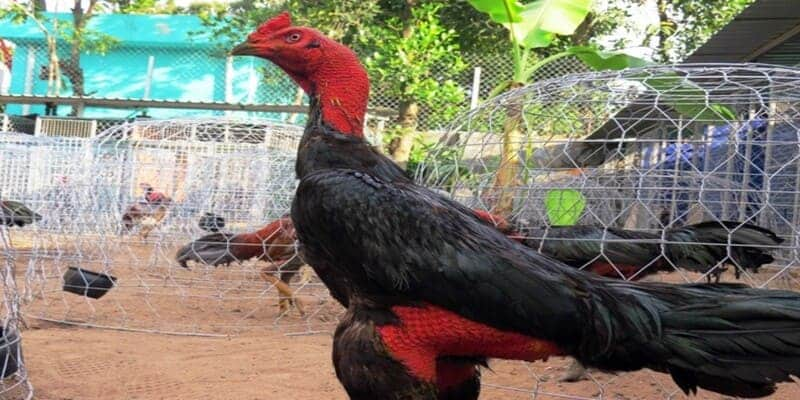 Gà chọi tía và các bí kíp chọn gà đá chuyên nghiệp 3 Gà tía Kinh Kong sở hữu một thể lực và ngoại hình lớn