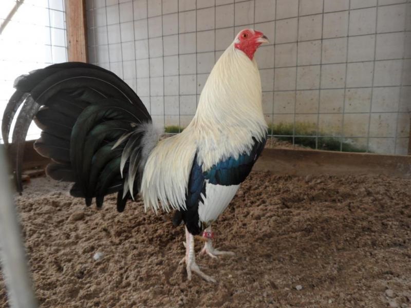 Gà chuối ngũ sắc – Linh kê hiếm gặp trong giới gà chọi 4 Sư kê nên có kế hoạch chăm sóc và huấn luyện gà chuối ngũ sắc một cách khoa học