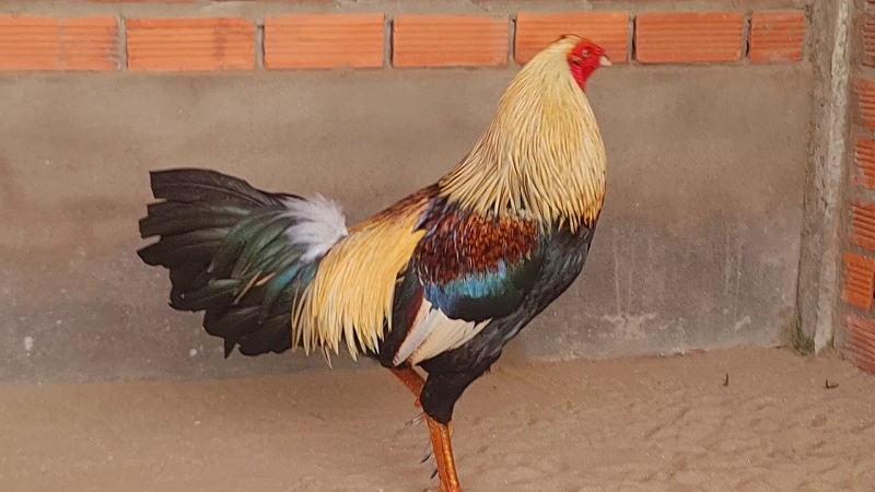 Gà chuối ngũ sắc – Linh kê hiếm gặp trong giới gà chọi 2 Gà ngũ sắc trong giới gà chọi được xem là linh kê