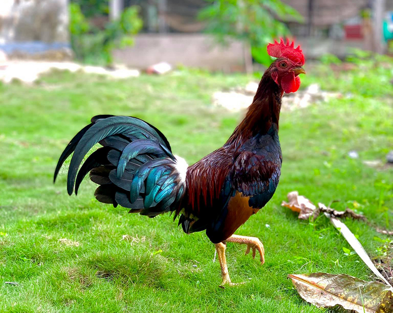 Chiến kê Cuban là con giống có khả năng thi đấu quyết liệt