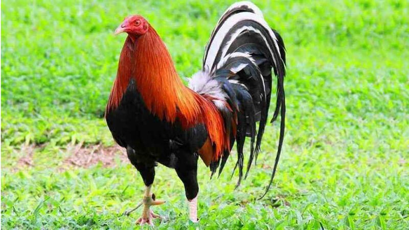Gà Mỹ dòng Kelso là giống gà huyền thoại được các tay chơi săn đón