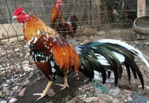 Gà đá sốc nhiệt rất dễ dẫn đến tử vong ngay tức thì