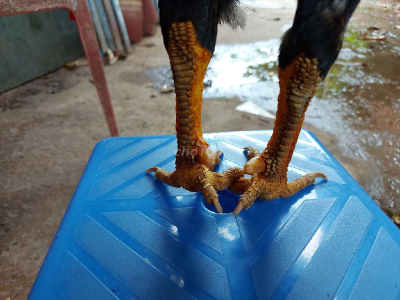 Gà đá vảy rồng đá có hay không?