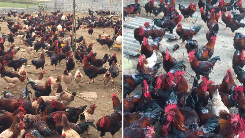Gà Mía - Giống gà Việt Nam được nhiều người lựa chọn 1 Gà Mía là con giống được nghiên cứu trong nước, đề kháng cao