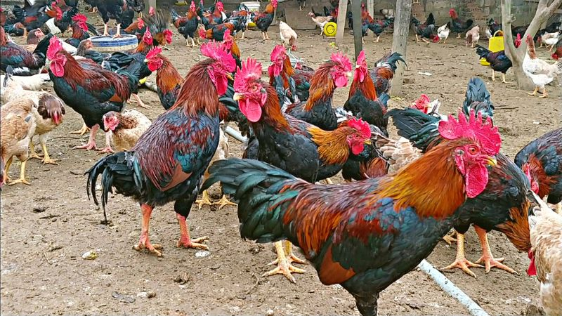 Gà Mía - Giống gà Việt Nam được nhiều người lựa chọn 3 Khi nuôi gà bạn nên vệ sinh chuồng thường xuyên, ngăn bệnh dịch