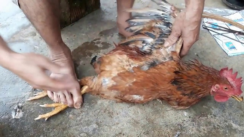Thiến gà đá đúng cách - Kinh nghiệm và lợi ích khi thiến gà 1 Lý do cần tiến hành thiến gà đá đúng kỹ thuật