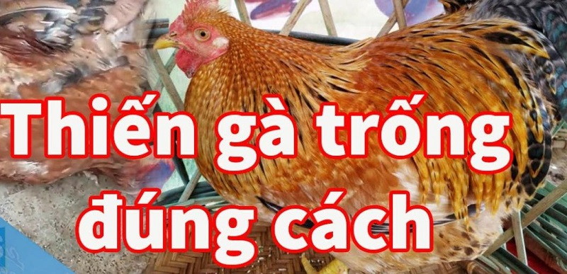 Thiến gà đá đúng cách - Kinh nghiệm và lợi ích khi thiến gà 2 Thiến gà đá có thể giảm thiểu tình trạng mất gà