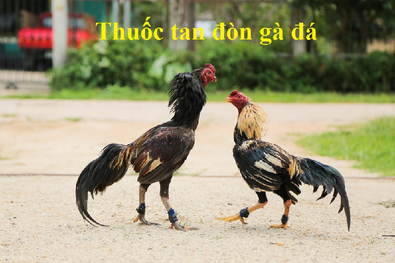 thuốc tan đòn gà đá của Việt Nam