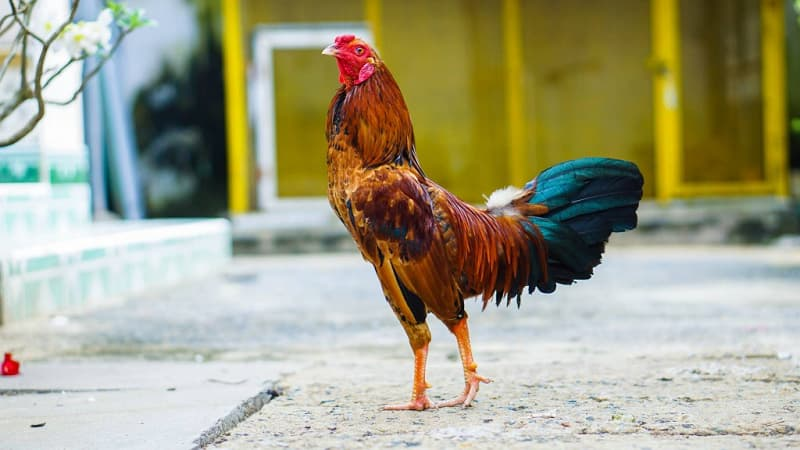 Vảy xuyên đao và phương thức chăm sóc tập luyện gà chiến 1 Vảy xuyên đao của gà chọi đá thường sẽ nằm ở vị trí gần cựa