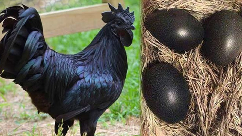 Tại sao gà mặt quỷ có giá lên đến cả trăm triệu đồng?
