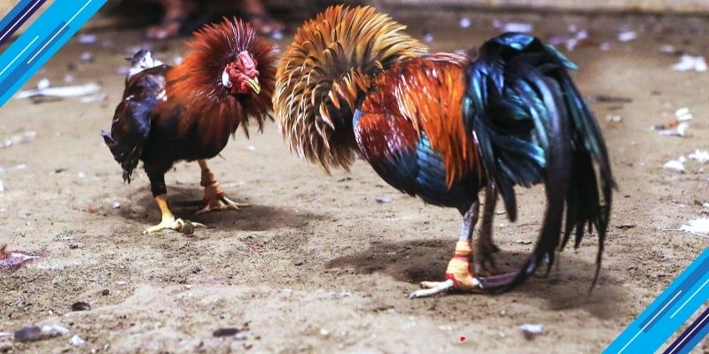 Sv381.com: Cách Vào SV388 An Toàn 2025 Cho Các Sư Kê 2 Truy cập sv381.com không cần đăng ký