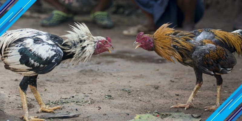 Vss388.com: Link Dự Phòng Chất Lượng Để Vào Trang SV388 2 Vào nhà cái đá gà SV388 qua vss388.com