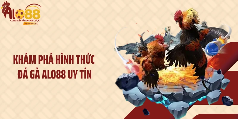 Khám phá hình thức đá gà ALO88 uy tín